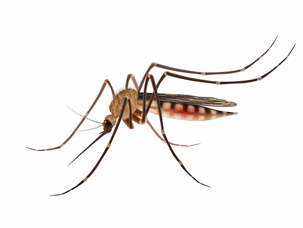 Mosquito