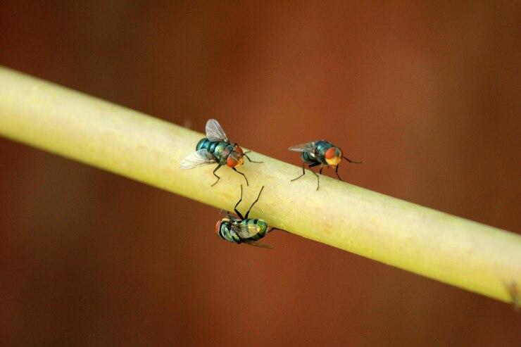 Fly Control 1