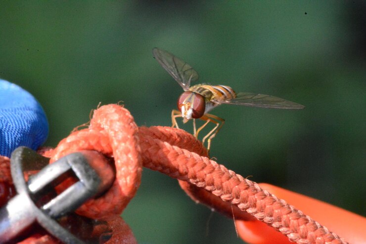 Fly Control 2