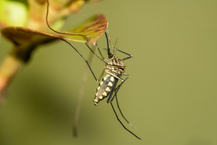Mosquito Fogging